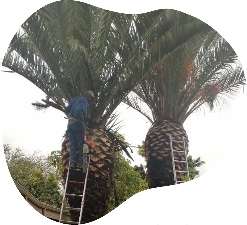 header-imager-pc-tree-felling